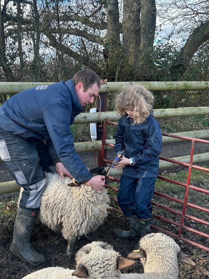 the elms school farm - worming sheep in rural studies the elms school farm - worming sheep in rural studies