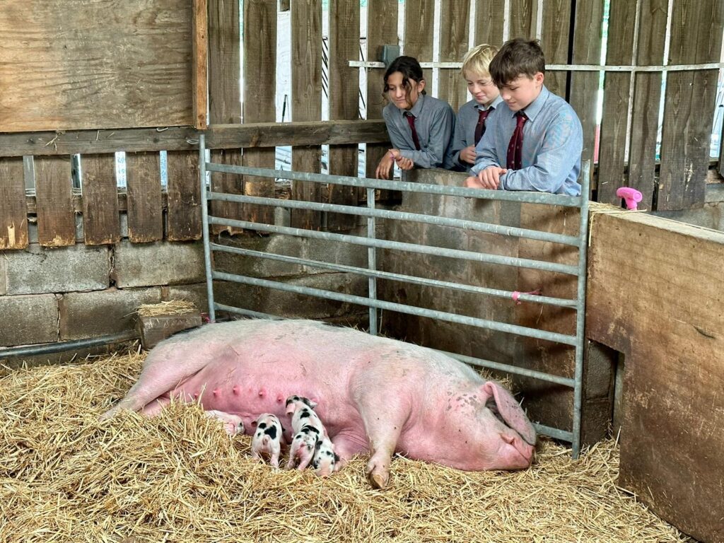 prep farm (18) prep farm (18)